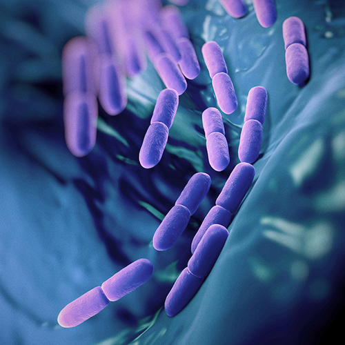 Probiotics & Tiêu hóa